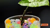 Berkebun Cantik dengan Hidroponik
