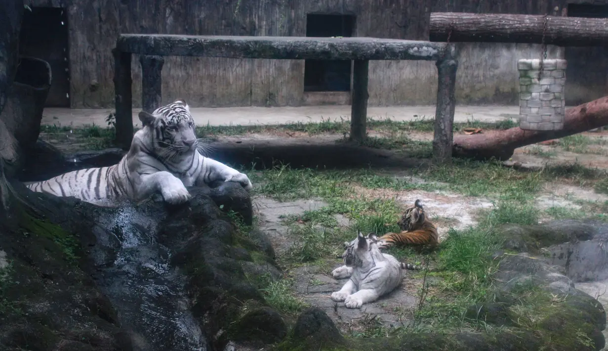 Anak harimau Benggala yang baru lahir (dua bulan setengah) bermain di samping induknya di kebun binatang Siantar, Siantar, Sumatera Utara, pada tanggal 18 Januari 2024. (KARTIK BYMA/AFP)