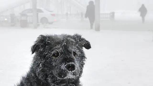 Suhu Ekstrem di Desa Yakutsk, Rusia