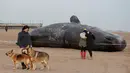 Seekor paus sperma tergeletak di atas pasir setelah terdampar di pantai Skegness, Inggris, Senin (25/1). Menurut media setempat, tiga paus sperma ditemukan mati terdampar pada akhir pekan lalu. (REUTERS / Andrew Yates)