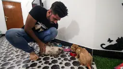 Mahasiswa kedokteran hewan, Ahmad Taher memberi makan kucing yang menginap di hotel khusus kucing di Basra, Irak, 28 Maret 2018. Hotel itu memberikan tempat bernaung yang layak bagi kucing ketika para pemilikinya bepergian jauh. (HAIDAR MOHAMMED ALI/AFP)