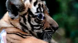 Seekor anak harimau China Selatan terlihat di Kebun Binatang Shanghai di Shanghai, China timur (28/8/2020). Kebun Binatang Shanghai meluncurkan kampanye publik untuk memberikan nama kepada keempat anak harimau betina yang lahir pada 4 Juli 2020 tersebut. (Xinhua/Zhang Jiansong)