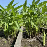 Kangkung yang Ditanam dari Biji (kiri) dan Batang (kanan) (Foto: Gemini)