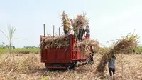 Produksi Gula Petani Menumpuk, Ini Penyebabnya