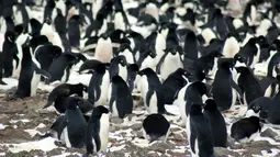 Sejumlah penguin yang berada di koloni pengembangbiakan di Pulau Heroina, Danger Islands, Antartika (2/3). Di sebuah pulau Antartika terpencil ini terdapat sekitar lebih dari 1,5 juta penguin langka. (Michael Polito / Louisiana State University / AFP)