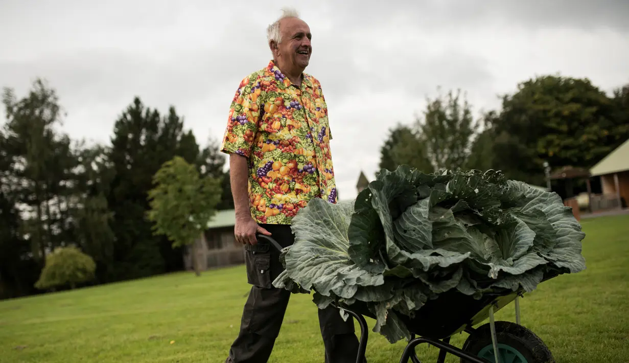 Ian Neale mengangkut kubis seberat 30,2 kg yang memenangkan kompetisi pada hari pertama Harrogate Autumn Flower Show di Harrogate, Inggris, 14 September 2018. Berbagai macam hasil kebun berukuran raksasa meramaikan acara ini. (AFP/OLI SCARFF)