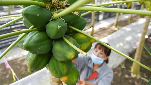 Mengunjungi Rumah Kaca Buah-buahan Tropis di China
