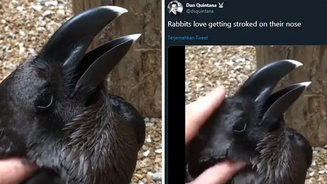 Kelinci atau Burung Gagak?