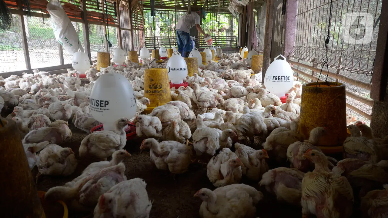 Peternak Ayam Potong