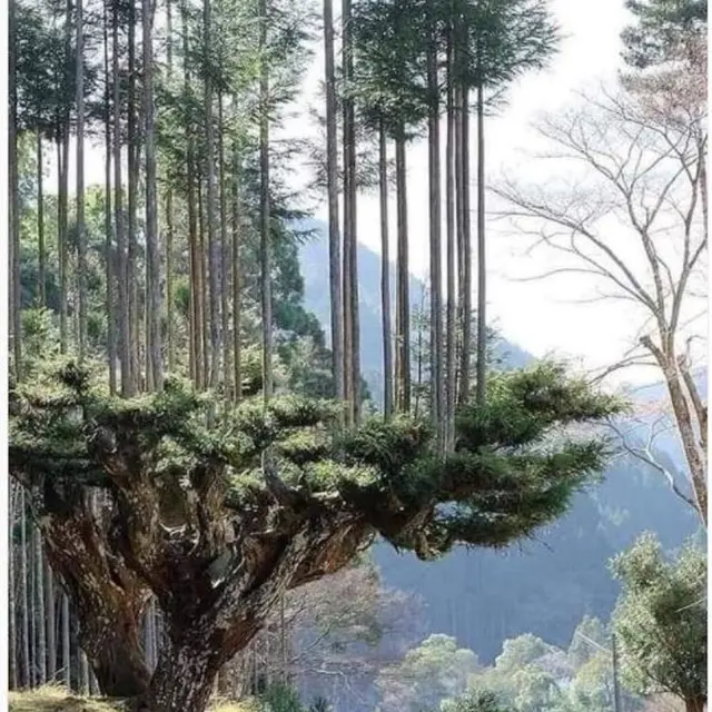 Mengenal Tradisi Menanam Pohon di atas Pohon di Jepang