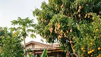 Cara Merawat Tanaman Buah di Pekarangan Rumah agar Berbuah Lebat di Musim Panen Awal Tahun