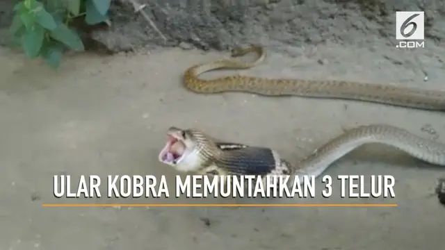 Momen seekor ular kobra paling beracun di dunia memuntahkan 3 butir telur terekam kamera.