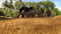 Petani merontokan gabah padi di areal persawahan Desa Ciwaru, Sukabumi, Sabtu (23/6). Petani mengeluhkan harga gabah kering panen saat ini Rp 488 ribu per kwintal dibanding tahun lalu yang menembus Rp 600 ribu per kwintal. (Merdeka.com/Arie Basuki)