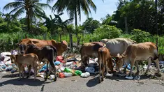 Kawanan sapi mengkonsumsi sampah limbah organik rumah tangga dalam kantong plastik  yang berada di pinggir jalan raya di Darul Imarah, Provinsi Aceh, Senin (4/10/2019). Sapi tersebut mencari makan dari tumpukan sampah. (Photo by CHAIDEER MAHYUDDIN / AFP)