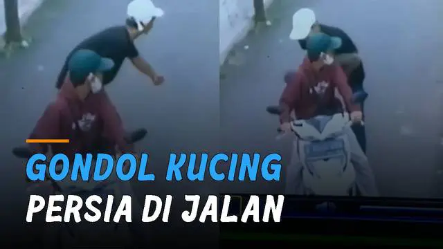 Dua pengendara motor terekam kamera CCTV saat mengambil kucing persia di jalan.