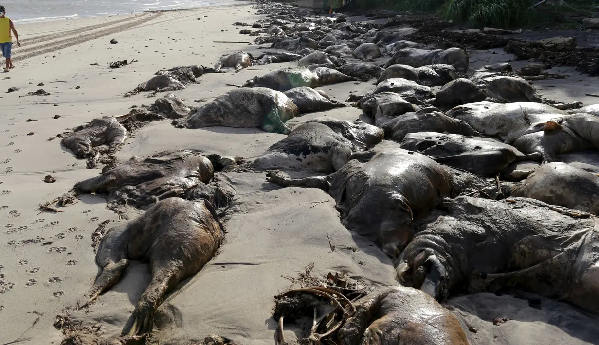 Seorang pria berjalan dipinggir pantai dengan ribuan bangkai sapi yang terdampar di Pantai Utara, Brazil, Selasa (13/10/2015).  Kapal Lebanon tersebut  membawa sekitar 5.000 ekor sapi dan  750 ton minyak. (REUTERS/Tarso Sarraf)