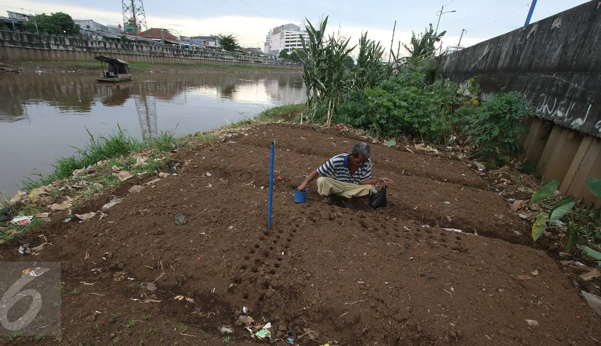 Warga menanam bibit saat bercocok tanam di bantaran Kanal Banjir Barat, Jakarta, Rabu (29/3). Hasil dari bercocok tanam ini biasanya dikonsumsi sendiri atau dijual. (Liputan6.com/Immanuel Antonius)