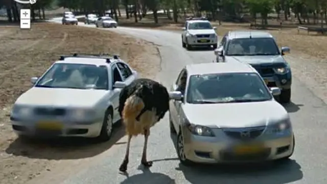 Hewan di Google Street View (Sumber:Boredpanda)