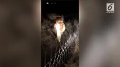 Seorang Wanita merekam kejadian unik. Seekor anjing menunggangi kuda poni bermata satu.