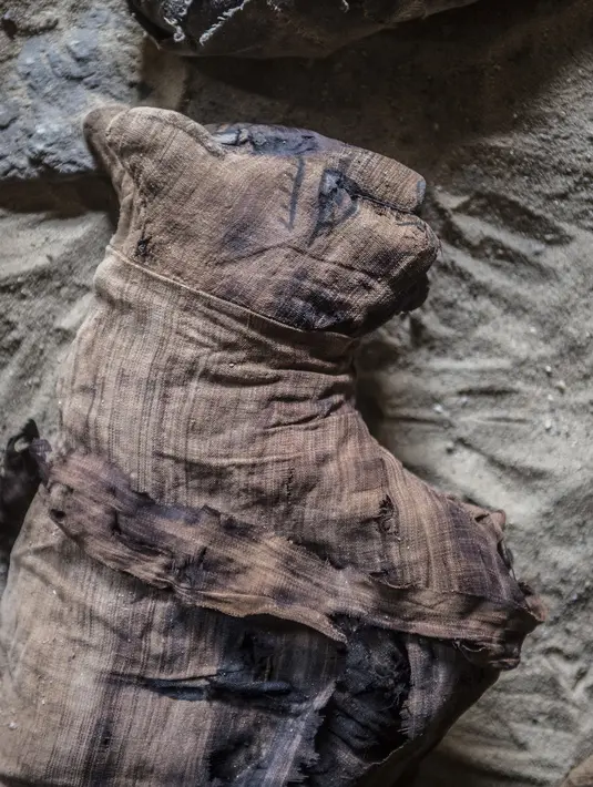 Mumi kucing yang ditemukan di sekitar kompleks piramida Raja Userkaf di Saqqara, Giza, Sabtu (10/11). Arkeolog Mesir menemukan 7 makam kuno zaman Firaun berisi puluhan mumi kucing dan patung-patung kayu bergambar hewan lain (KHALED DESOUKI/AFP)