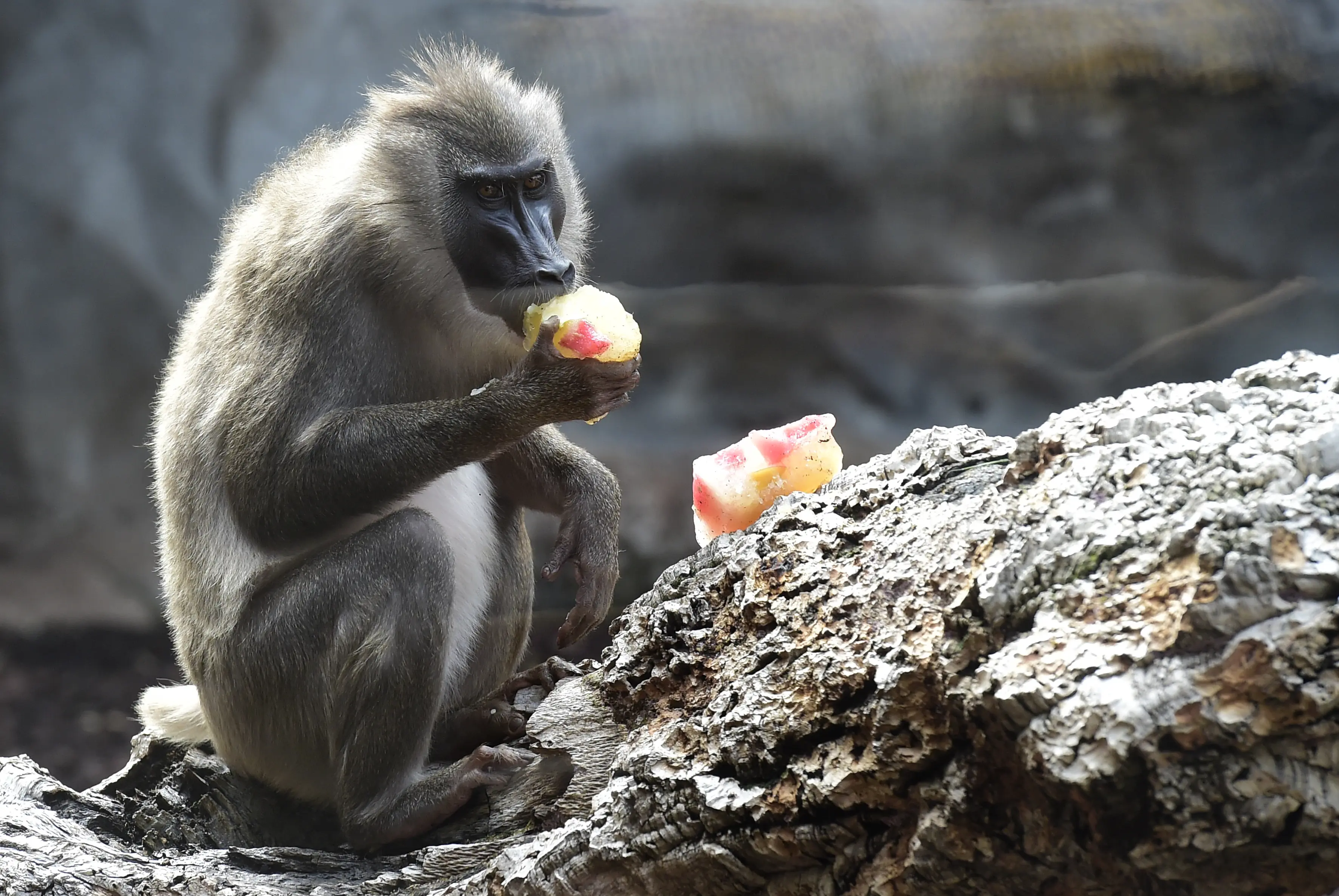 Seekor babon memakan buah beku di kebun binatang Bioparc di Valencia. Italia (23/7). Pemberian makanan beku ini dikarenakan suhu panas yang melanda Italia. (AFP PHOTO / Jose Jordan)