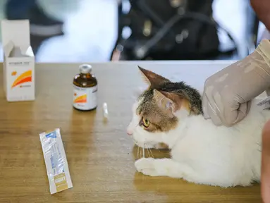 Seekor kucing saat disuntikan vaksin anti rabies secara gratis di kawasa Tebet, Jakarta, Sabtu (31/10/2020). Pemberian Vaksin Rabies gratis tersebut untuk menghindari dan mengantisipasi penyebaran penyakit rabies kepada hewan peliharaan. (Liputan6.com/Faizal Fanani)