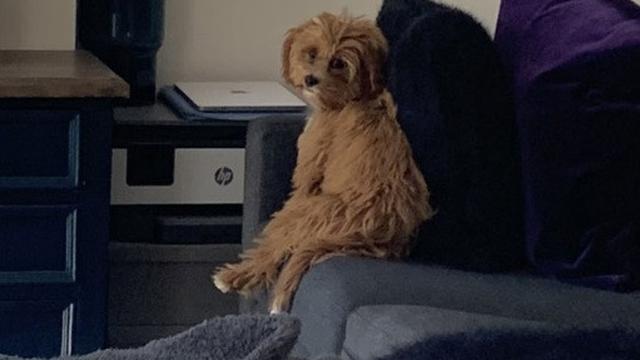 anjing duduk dengan pose aneh