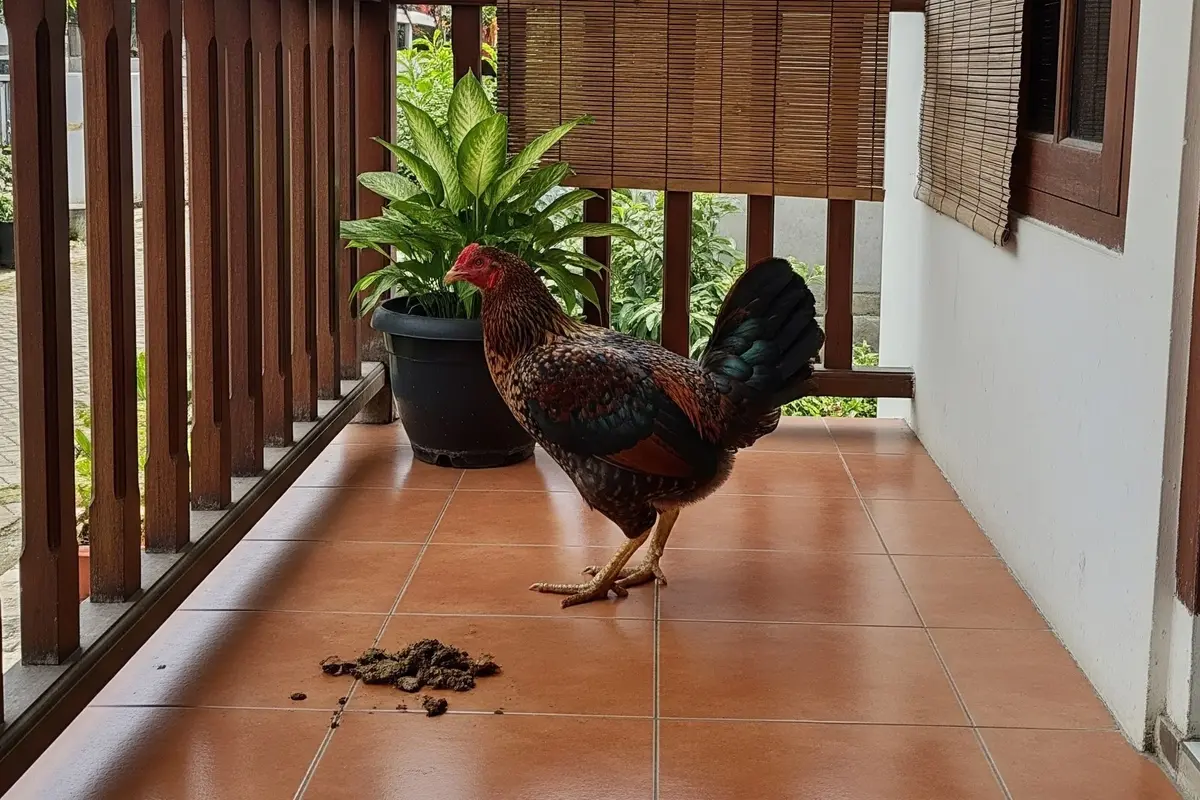 9 Cara Mencegah Ayam Tetangga Berak di Teras, Bersih Bebas Kotoran