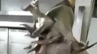 Mau Dimasak, Kodok Mutan Berkaki Tujuh Bikin Kaget Kokinya