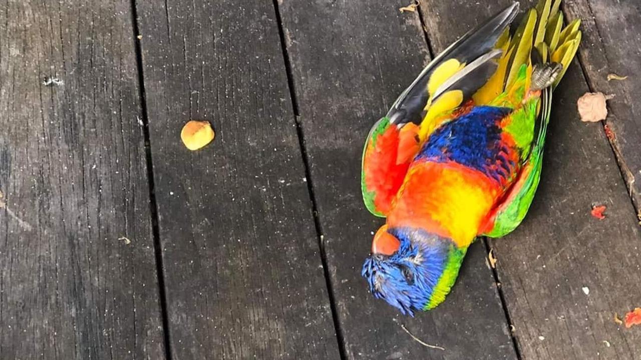 Potret lorikeet yang ditemukan oleh seorang warganet pada 1 Mei 2020. Burung yang terserang LPS ini terkapar kaku lebih dari 1,5 jam. (Dok. Off The Chain K9 Rescue Qld via Facebook)