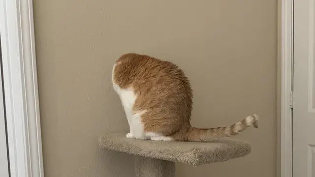 6 Ilusi Optik Kucing Ini Bikin Mikir Dua Kali, Awas Tertipu
