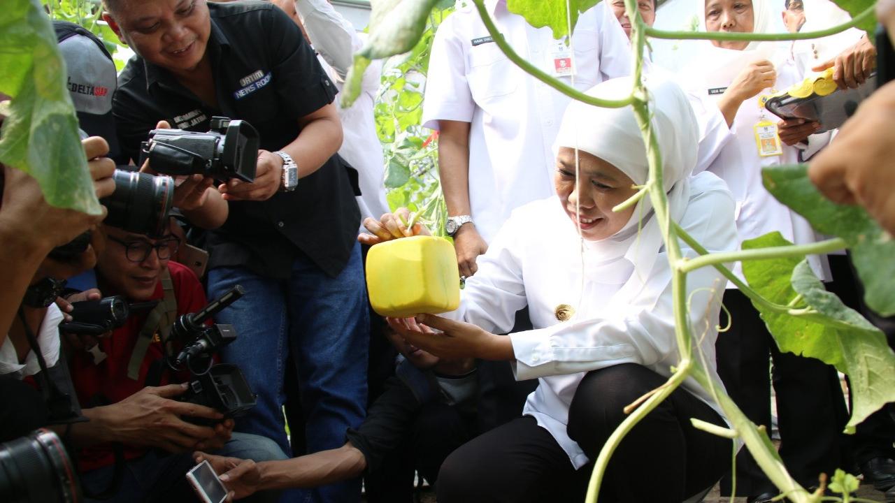 Petani Melon Sidoarjo