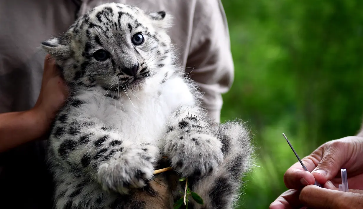 Ekspresi bayi macan tutul sebelum diberi vaksinasi pertamanya di kebun binatang Tierpark di Berlin (10/8). Bayi macan tutul salju ini lahir pada 13 Juni 2017 dan masih belum memiliki nama. (AFP Photo/dpa/Britta Pedersen/Jerman Out)