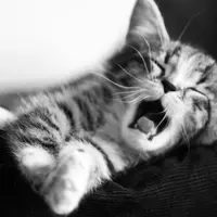 Hoaaahhhmmm~ | via: fairweatherdiver.com