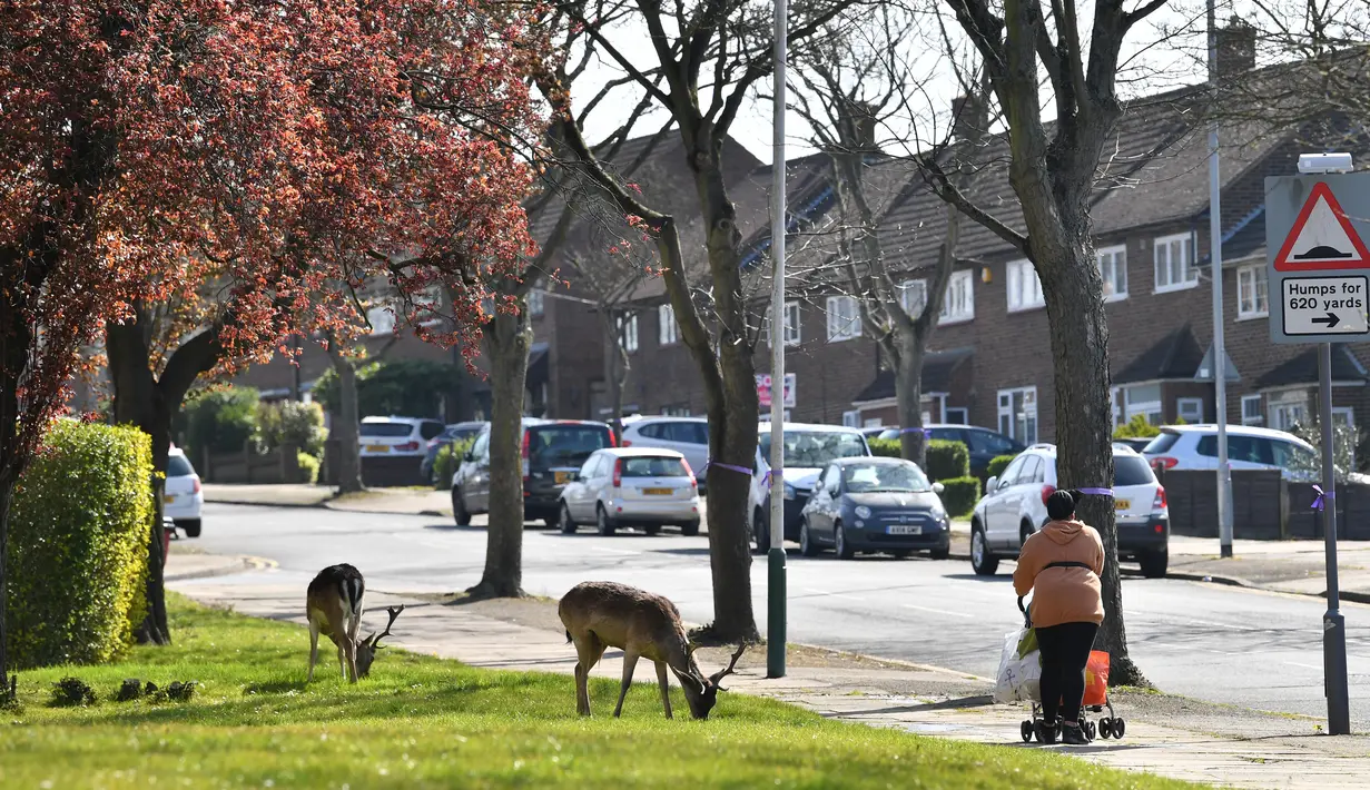 Warga melewati kawanan rusa Bera yang mencari rumput di halaman sebuah perumahan di Harold Hill, London, 4 April 2020. Rusa yang diyakini berasal dari Taman Dagnam itu kini berada di dekat area perumahan yang sepi saat Inggris memberlakukan lockdwon selama pandemi corona Covid-19. (Ben STANSALL/AFP)