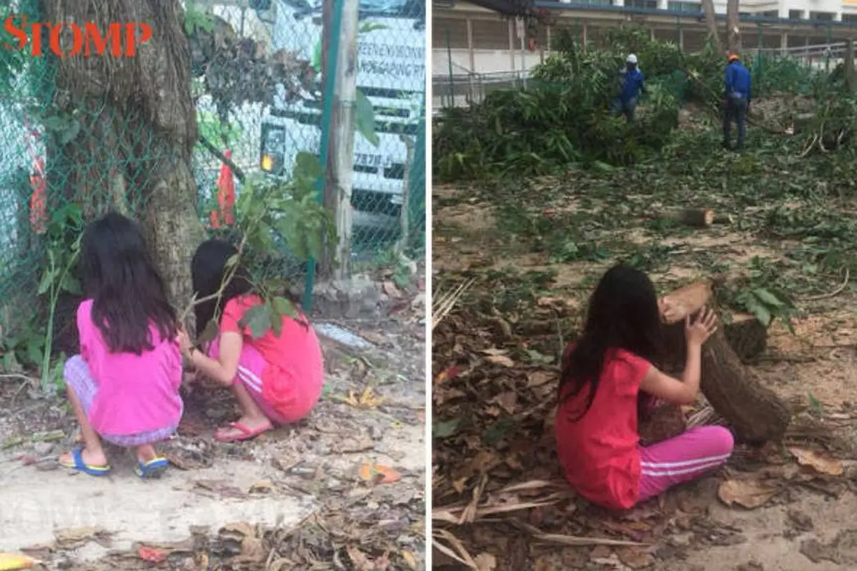 [Bintang]  Ingin Melindungi Pohon yang Sedang Ditebang, Bocah Ini Nangis Sambil Memeluk Pohonnya