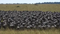 Kawanan Wildebeest saat berjalan menuju sungai di Masai Mara saat berimigrasi, Kenya (4/9/2015). Setiap tahun ratusan ribu rusa kutub bermigrasi hingga ratusan kilometer menuju padang rumput selama musim kering di Kenya. (AFP PHOTO/Carl de Souza)