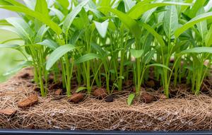 Media Tanam Kangkung Cocopeat/ AI