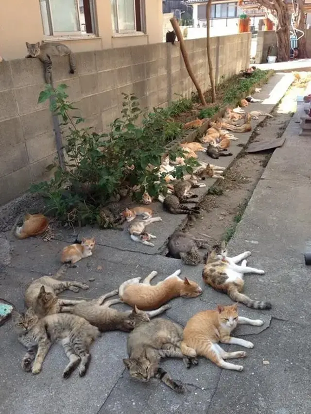10 Potret Lucu Kucing Lagi Kumpul, Bak Bocah Nongkrong Bareng