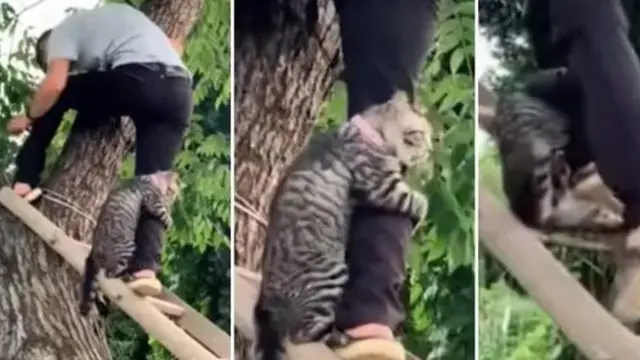 10 Potret Lucu Kucing di Atas Pohon, Ada yang Tidur Hingga Takut Ketinggian