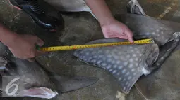 Pekerja mengukur sirip ikan hiu di tempat pelelangan ikan, Karangsong, Indramayu, Jawa Barat, Kamis (16/6/2015). Karena permintaan yang masih tinggi nelayan setempat masih memperdagangkan sirip hiu ke luar negri. (Liputan6.com/Herman Zakharia)