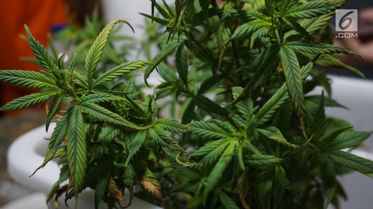Polisi Ungkap Penanaman Ganja di Apartemen