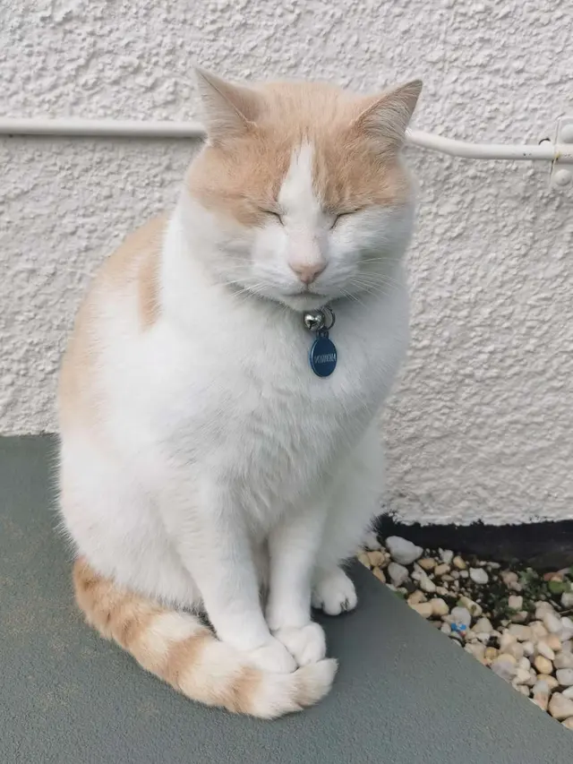 Satpam kucing