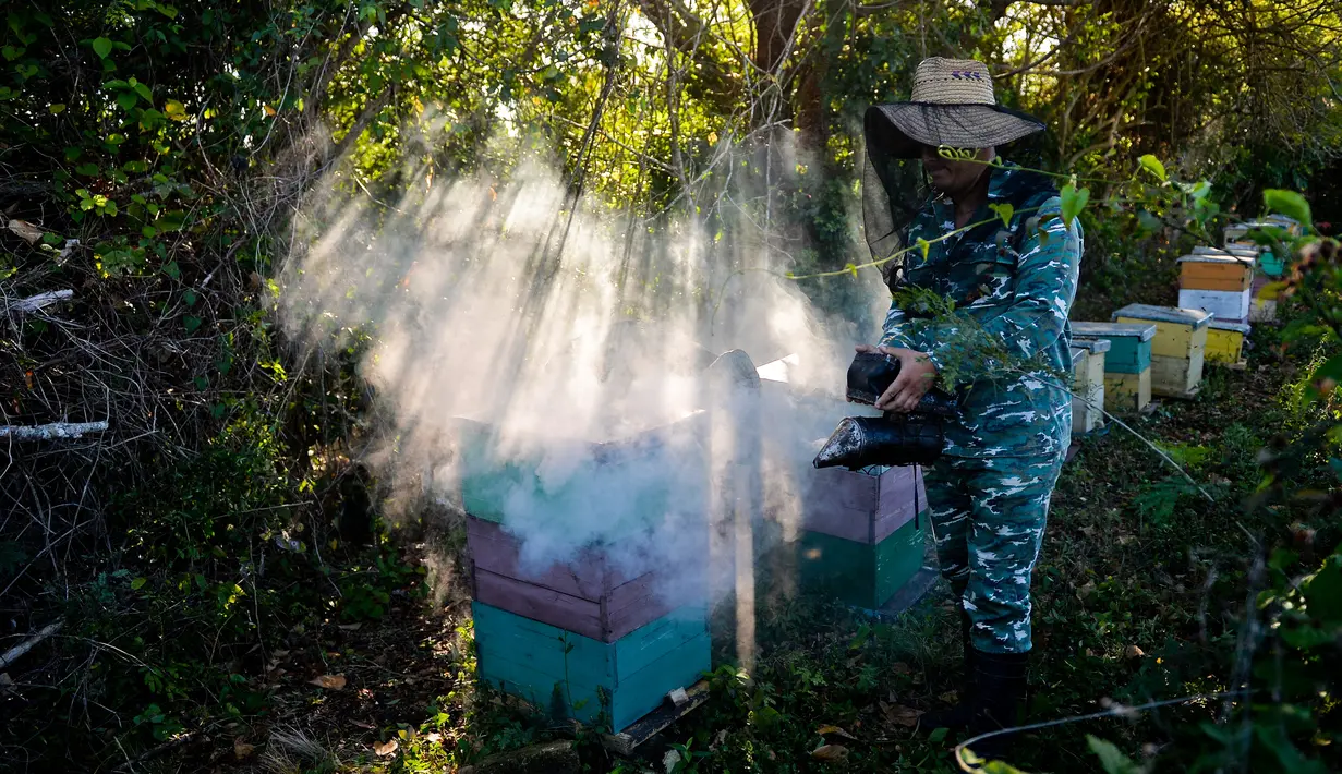 Peternak mengasapi sarang lebah saat akan memanennya di sebuah peternakan di Navajas, Matanzas, Kuba, 21 Maret 2019. Madu dari tempat ini menjadi dambaan dari pasar Eropa. (YAMIL LAGE/AFP)