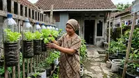 9 Trik Menanam Selada di Botol Air Mineral agar Daunnya Renyah dan Lebat