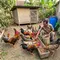 Cara Membuat Pakan Ayam dari Maggot, Alternatif Hemat yang Mudah Dibuat di Rumah