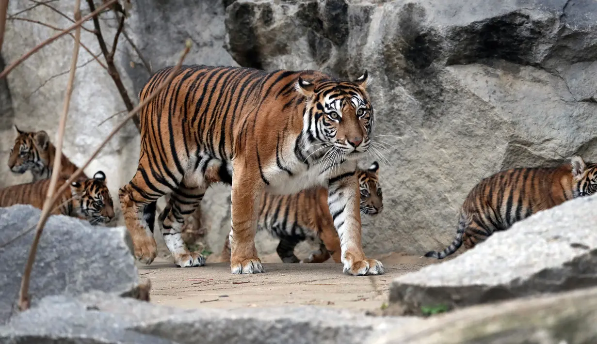 Empat harimau Sumatra muda bersama ibunya  Mayang berjalan di kandangnya di kebun binatang di Berlin, Jerman (22/11). Total empat anak Harimau Sumatera lahir pada 4 Agustus 2018, diberi nama Oscar, Willi, Seri dan Kiara. (AP Photo/Michael Sohn)