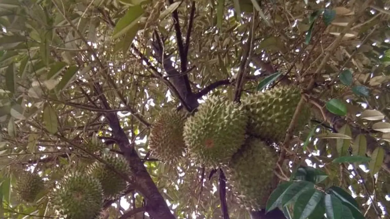 Pohon durian Bawor berusia muda sudah mulai berbuah. (Foto: Liputan6.com/Dinkominfo PBG/Muhamad Ridlo)