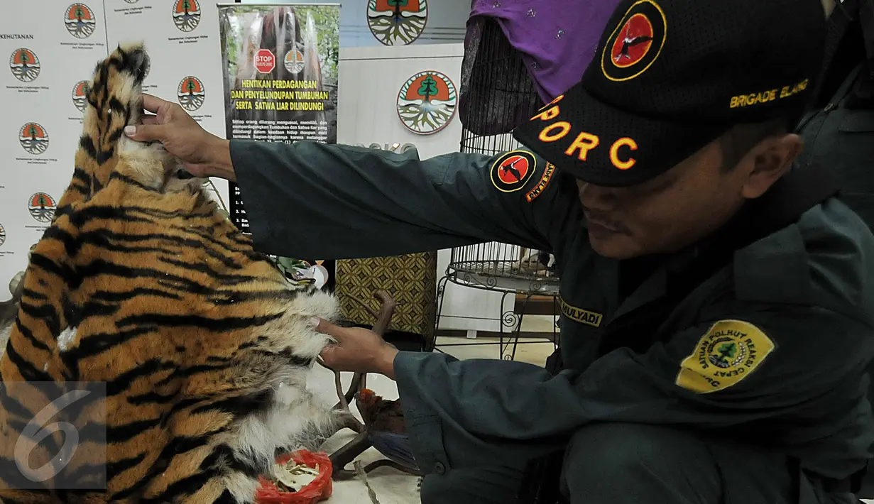 Petugas Kementerian Lingkungan Hidup dan Kehutanan (KLHK) menunjukkan kulit harimau saat menggelar barang bukti perdagangan hewan langka dan dilindungi di kantor KLHK, Jakarta, Jumat (15/1). (Liputan6.com/Johan Tallo)