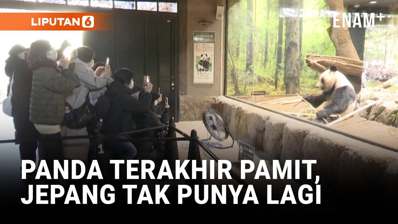 Panda Terakhir di Jepang Akan Kembali ke China Januari 2026